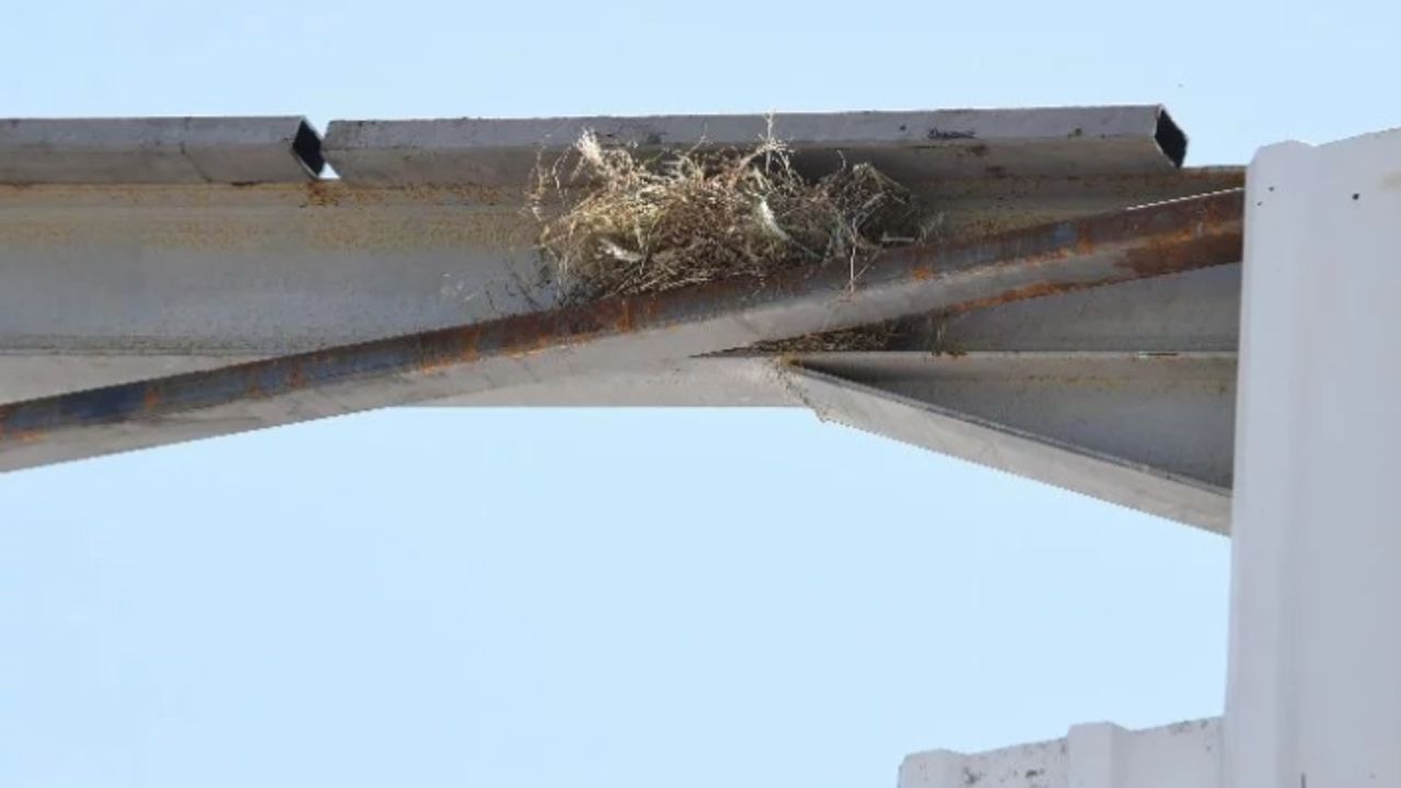 Osmangazi'de kaçak yapı yıkımını kuş yuvası durdurdu