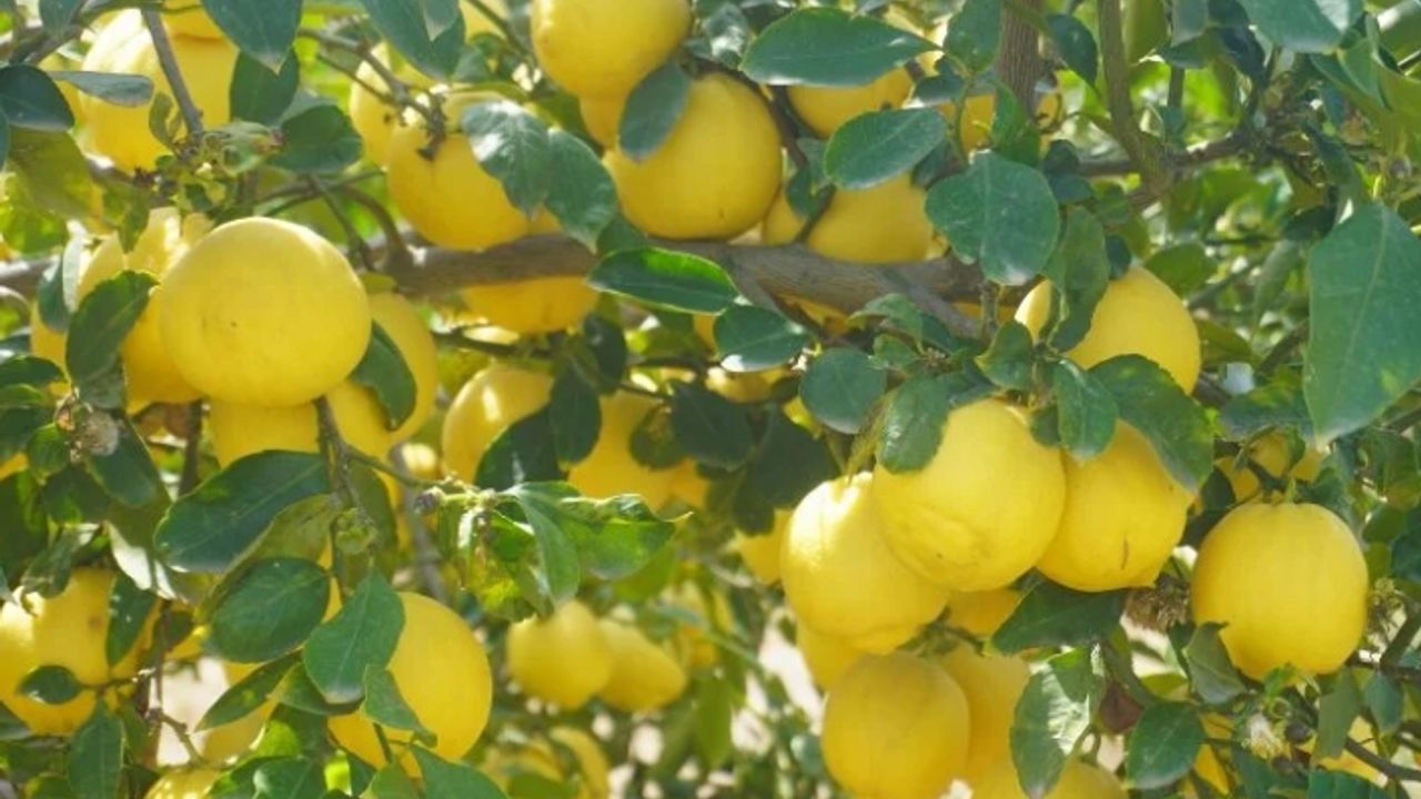 Kokulu limonu ve Hicaz Narı, uluslararası listeye girdi