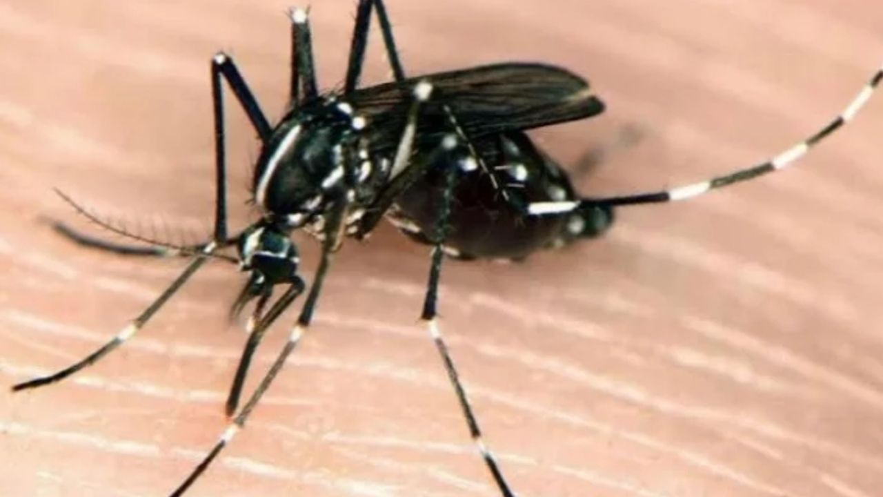 Asya Kaplan Sivrisineğine karşı tedbirler arttırıldı