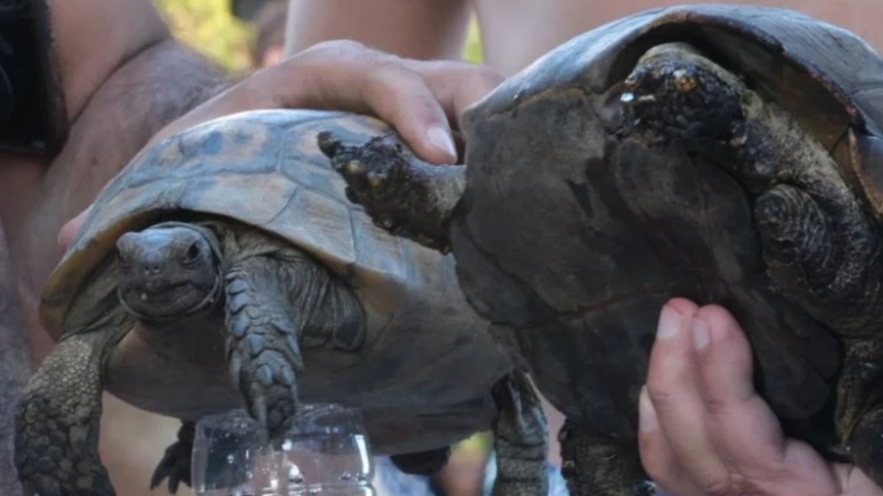 Yangın kurtarılan kaplumbağlara Bodrum'da tedavi ediliyor