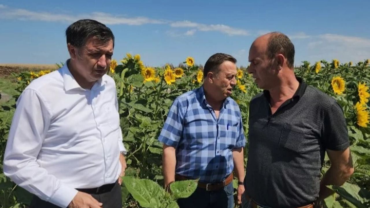 Okan Gaytancıoğlu: Ayçiçeği taban fiyatı en az 20 TL olmalı