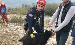 Mahsur kalan keçiyi itfaiye kurtardı.