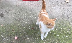 Kış günlerinde kedilere sıcak yuva sunacak