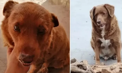 Dünyanın en yaşlı köpeği