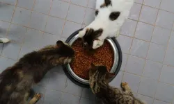 Can dostlarımıza Türkiye'nin en yeni tesisi