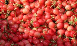 Kirazda hasat coşkusu yaşanıyor