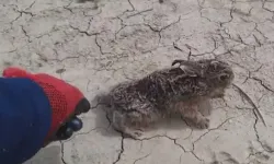 Davetsiz misafiri elleriyle besledi, doğaya bıraktı