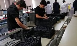Öğrenciler zeytini dalından sofraya getiriyor