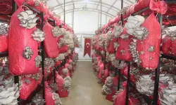 İzmit'te yılın ilk hasatı gerçekleşti
