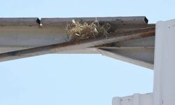 Osmangazi'de kaçak yapı yıkımını kuş yuvası durdurdu