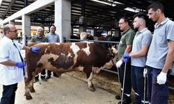 Osmangazi'de kaçan kurbanlıklar onlara emanet