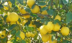Kokulu limonu ve Hicaz Narı, uluslararası listeye girdi