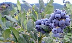 Yaban mersininin 10 faydası açıklandı