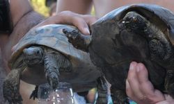 Yangın kurtarılan kaplumbağlara Bodrum'da tedavi ediliyor