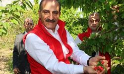 Kiraz 205 milyon dolarla rekor kırdı