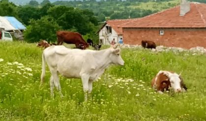 Kaçan düvelerden ikincisi de bulundu