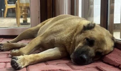 Sahipsiz hayvanlara anlamlı destek