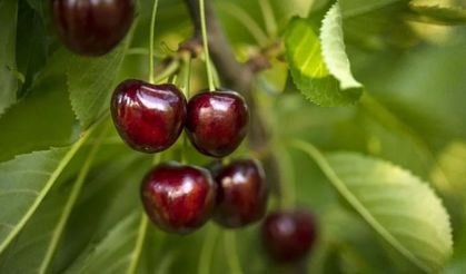 Yüzde 54 değerlendi