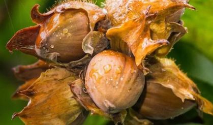 Alım fiyatları belli oldu