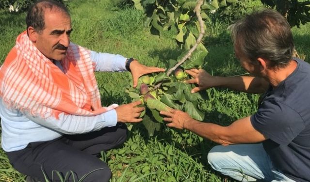 En çok Almanlar tercih ediyor