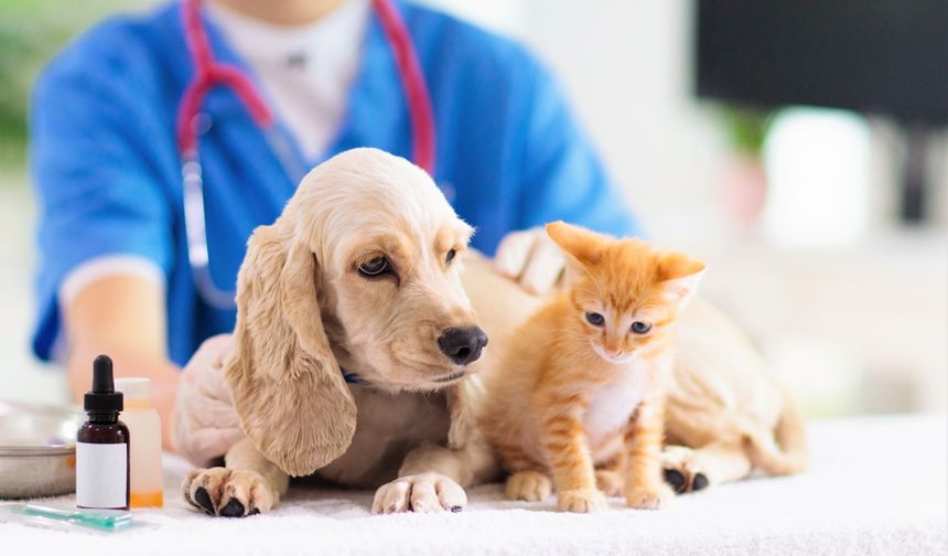 Kediler ve köpekler için check-up zamanı
