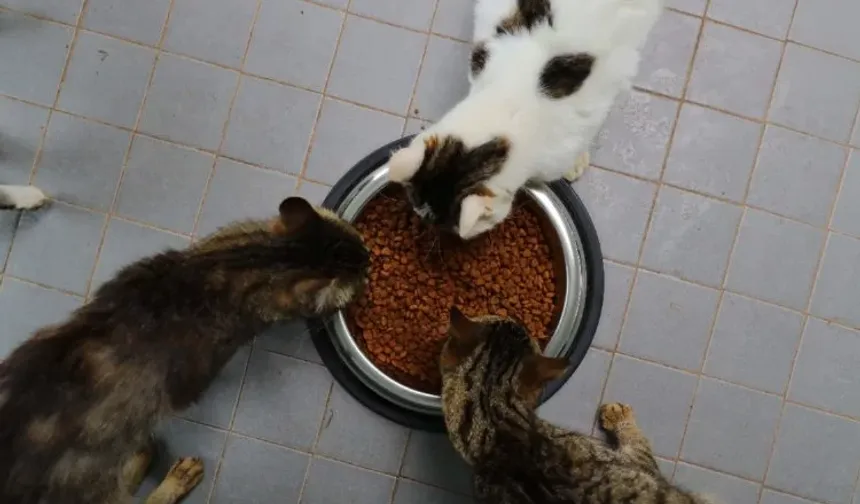 Can dostlarımıza Türkiye'nin en yeni tesisi
