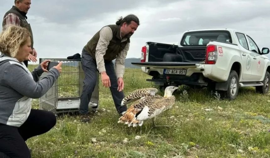 Uçabilen en büyük kuş yakın takibe alındı