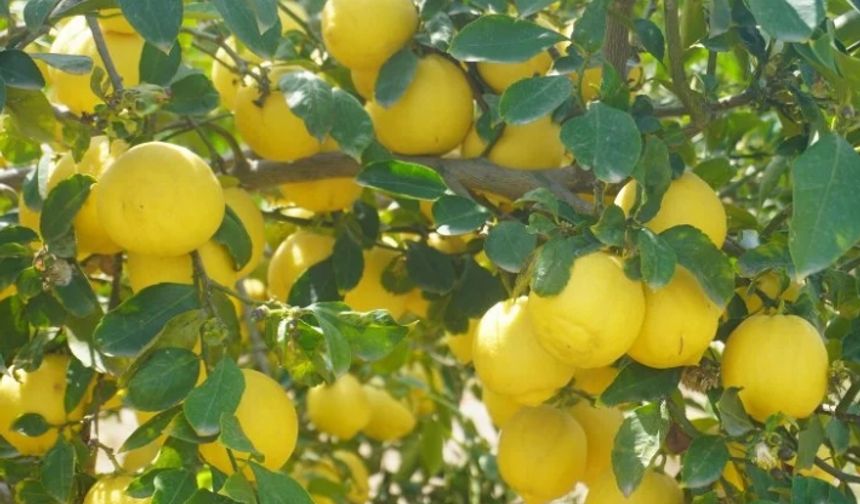 Kokulu limonu ve Hicaz Narı, uluslararası listeye girdi