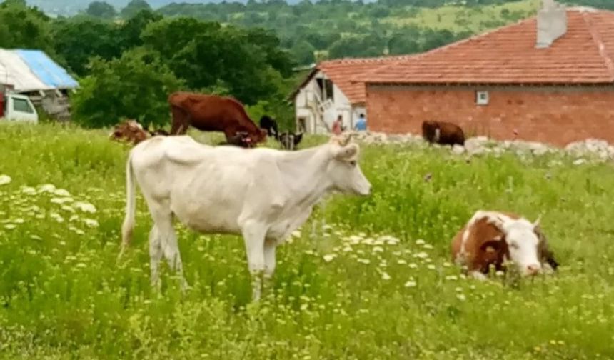 Kaçan düvelerden ikincisi de bulundu
