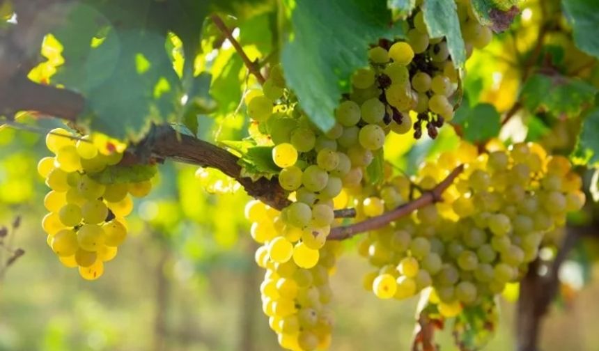 'Erkenci tür'ün ihracat yolculuğu başladı