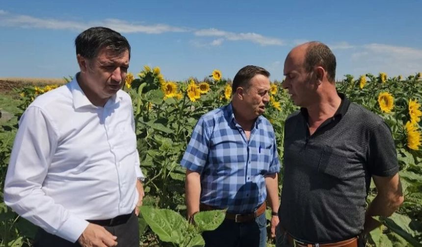 Okan Gaytancıoğlu: Ayçiçeği taban fiyatı en az 20 TL olmalı