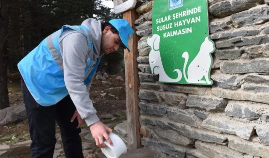 Sokak hayvanlarına da 'Yıldırım' takviye